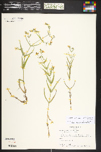 Pseudostellaria jamesiana image