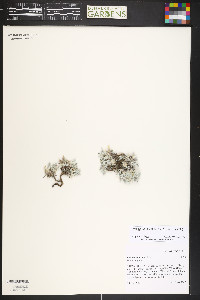 Astragalus hyalinus image