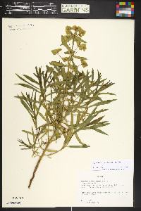 Euphorbia virgata image