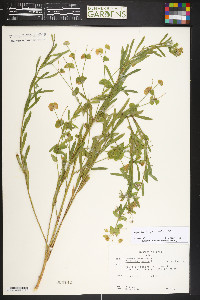 Euphorbia virgata image