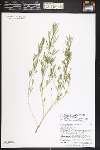 Ladeania lanceolata image