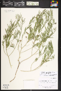 Ladeania lanceolata image