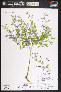 Pediomelum linearifolium image