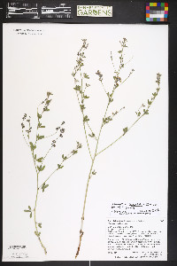 Pediomelum linearifolium image