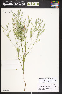 Sophora nuttalliana image