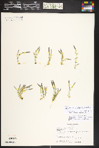 Gentiana prostrata image