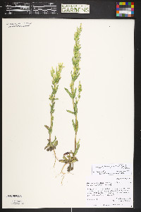 Gentianella amarella image