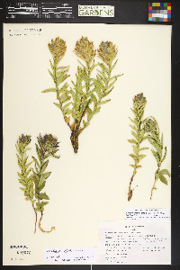 Gentiana affinis image