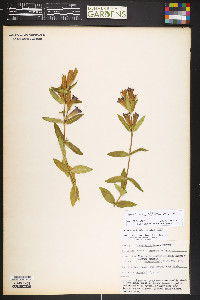 Gentiana affinis image