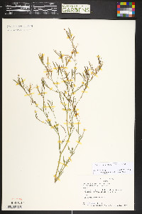 Epilobium brachycarpum image