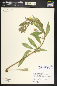 Oenothera villosa subsp. strigosa image