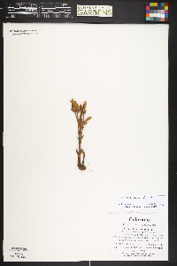 Orobanche fasciculata image