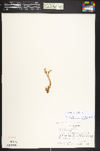 Orobanche uniflora image