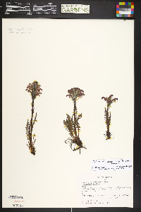 Pedicularis sudetica image