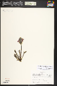 Pedicularis sudetica subsp. scopulorum image