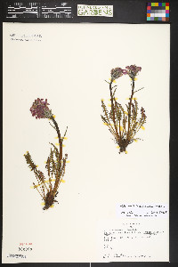 Pedicularis sudetica image