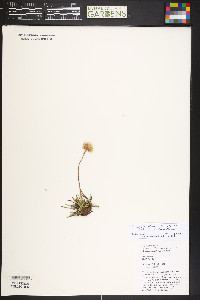 Armeria maritima image