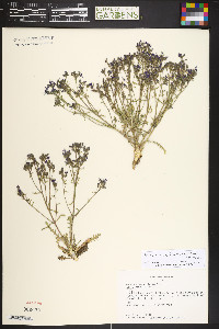 Aliciella pinnatifida image