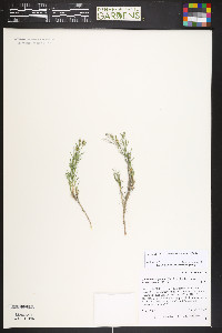 Giliastrum acerosum image