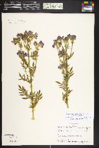 Polemonium occidentale subsp. occidentale image