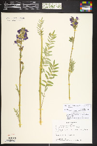 Polemonium occidentale subsp. occidentale image