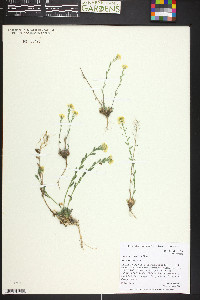 Draba streptocarpa image