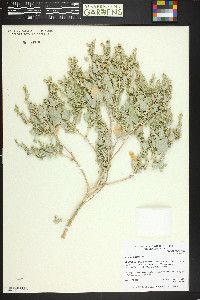 Atriplex argentea image