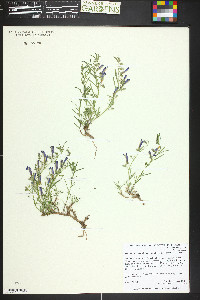 Penstemon crandallii subsp. glabrescens image