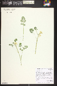 Corydalis aurea image