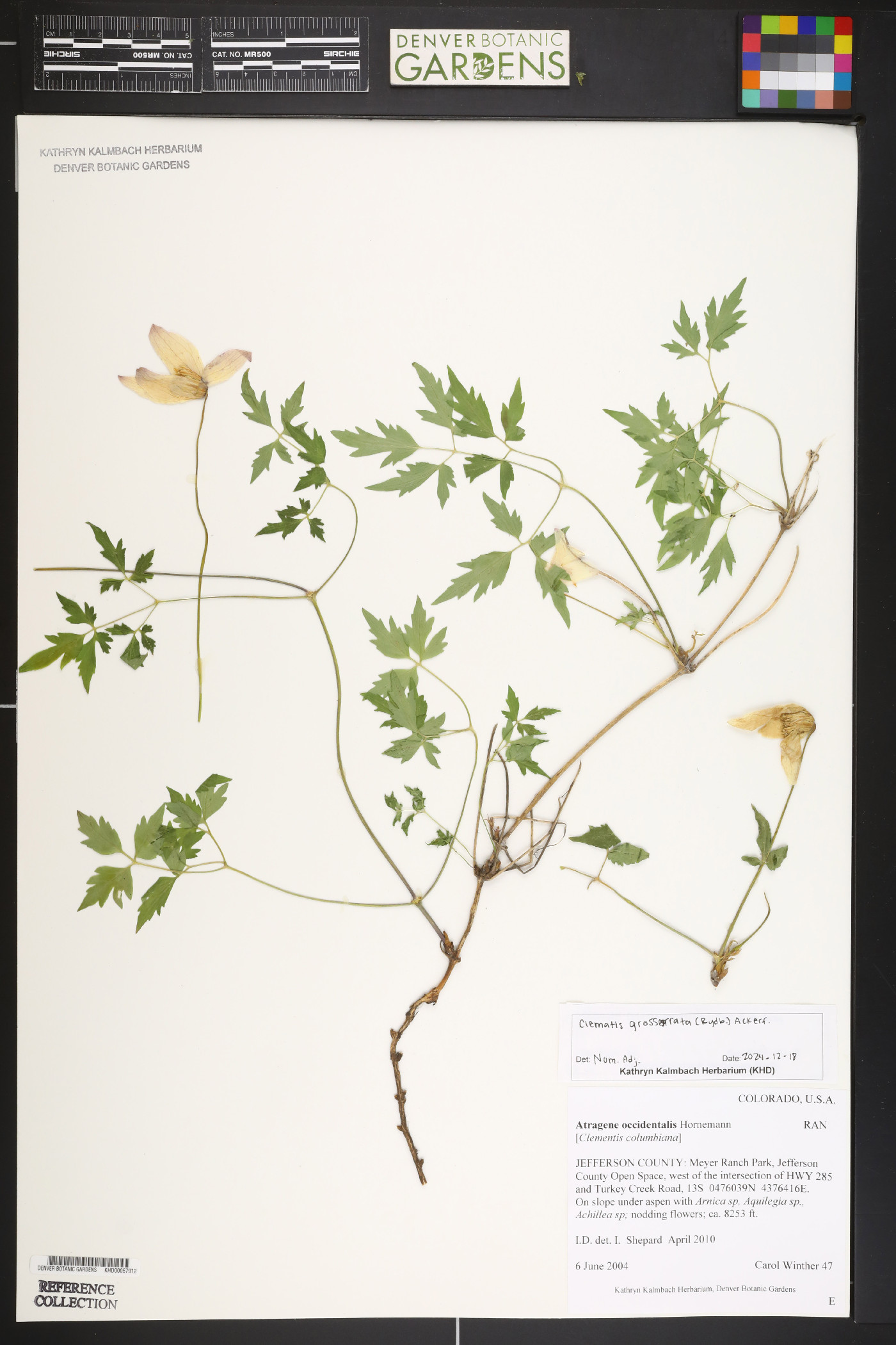 Atragene occidentalis image