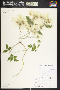 Atragene occidentalis image