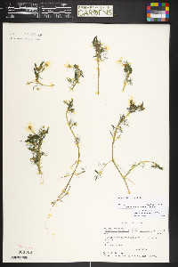 Ranunculus aquatilis image