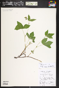 Rubus pubescens var. pubescens image