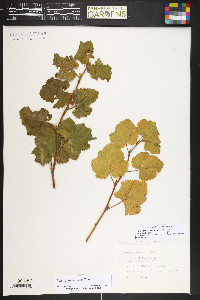 Rubus deliciosus image