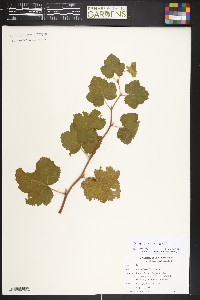 Rubus deliciosus image