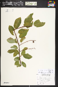 Prunus virginiana var. melanocarpa image