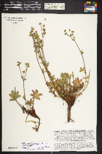 Potentilla diversifolia var. diversifolia image