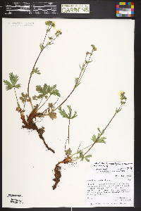Potentilla diversifolia var. diversifolia image