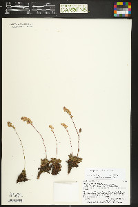 Heuchera hallii image