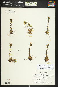 Saxifraga flagellaris subsp. platysepala image