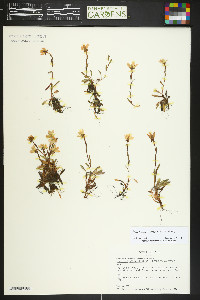 Saxifraga chrysantha image