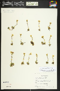 Saxifraga chrysantha image