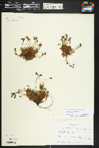 Saxifraga monticola image