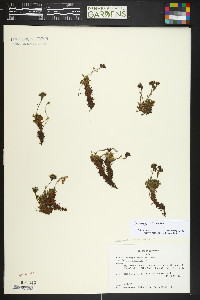 Saxifraga adscendens image