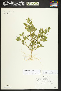 Solanum physalifolium image