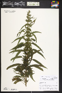 Urtica gracilis image