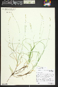 Carex disperma image