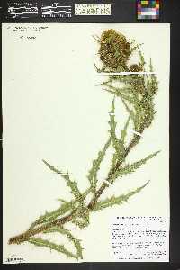 Cirsium parryi image