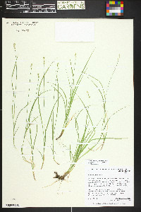 Carex disperma image