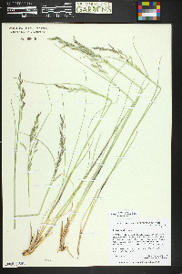 Festuca thurberi image